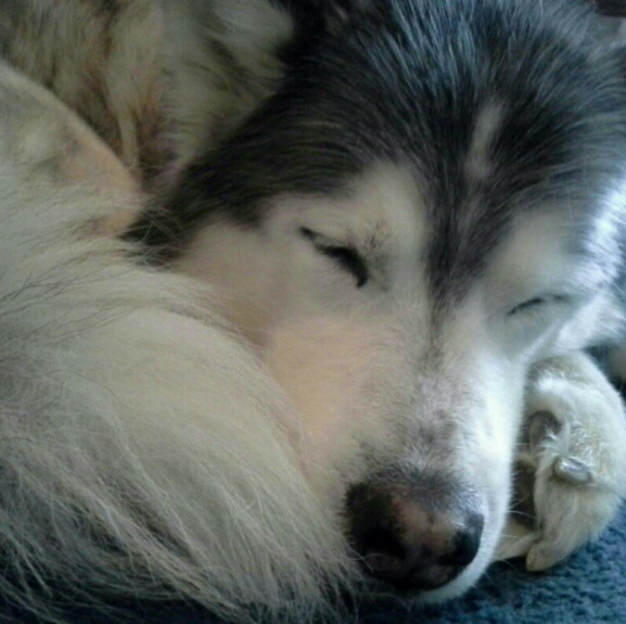 husky curled up in ball asleep