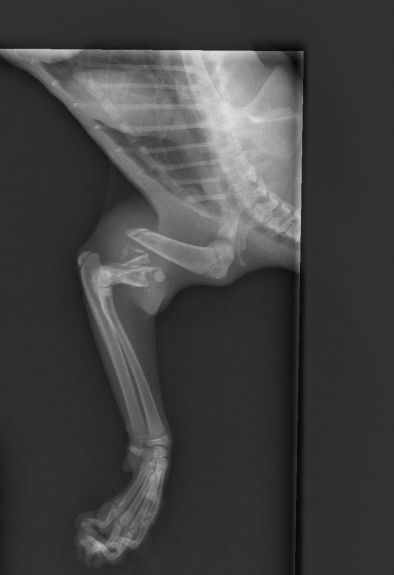 x-ray of Smore's broken leg