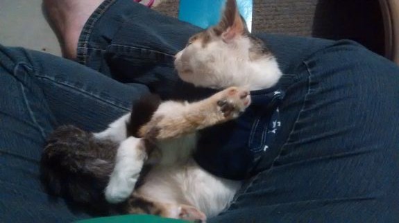 Smore in crazy cat pose sleeping