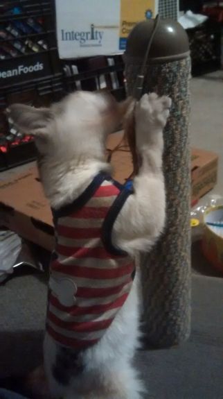 Smore scratching on scratching post