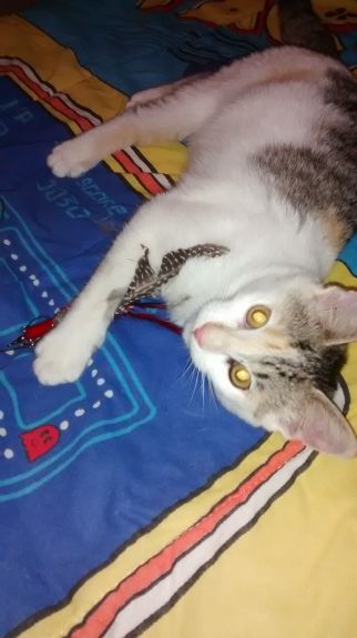 Smore lying with toy 