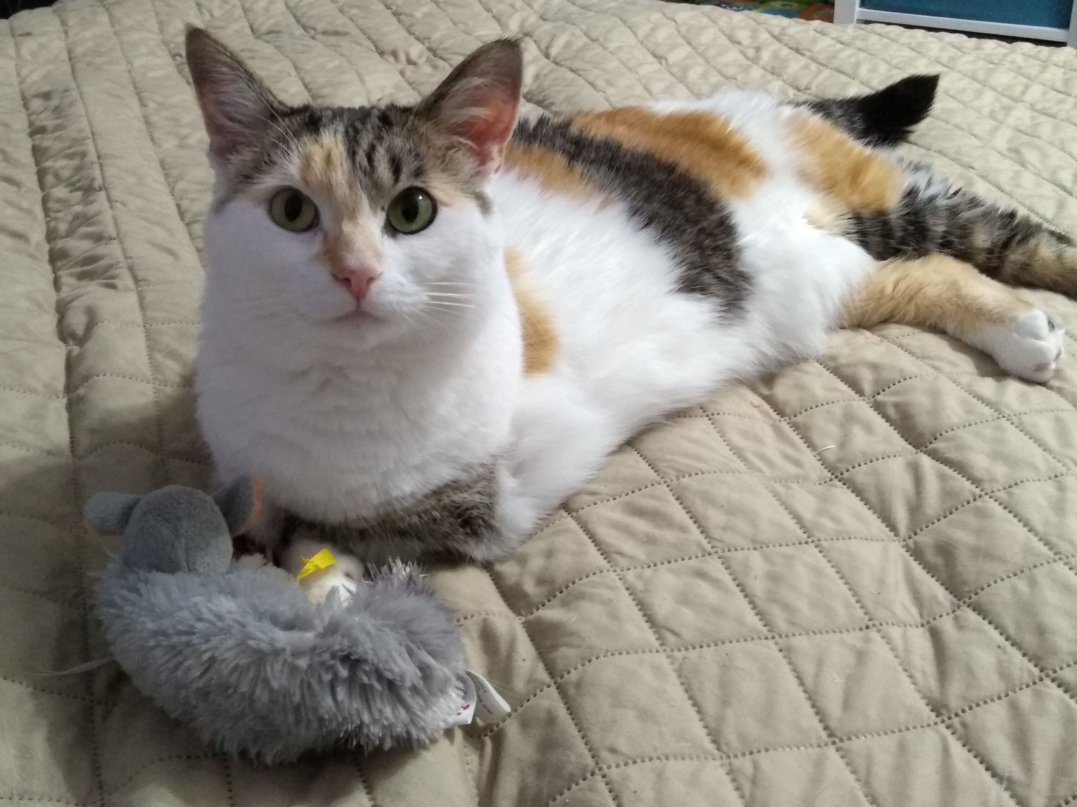 Smore laying next to her ampuversary gift