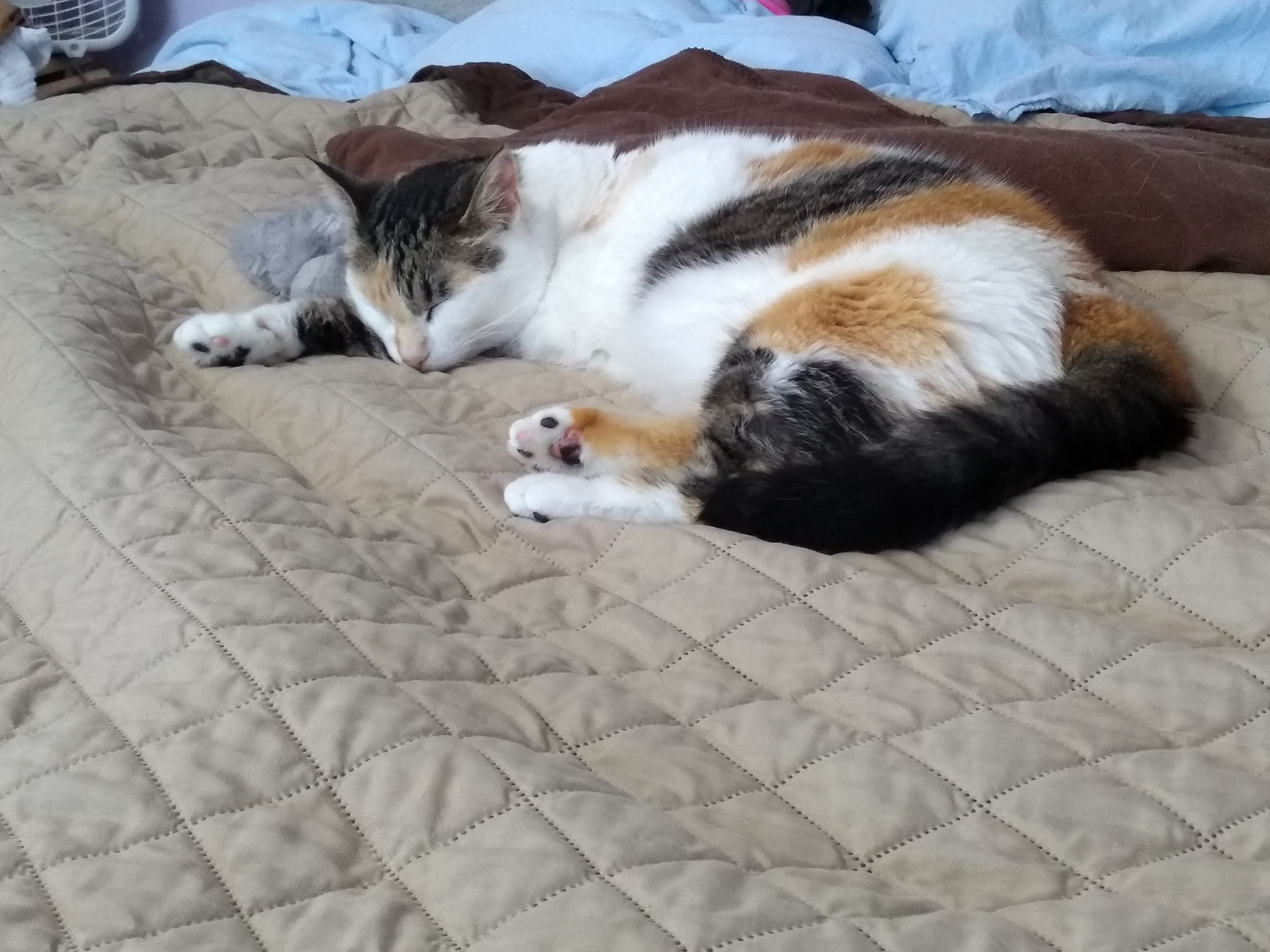 Smore sleeping next to toy